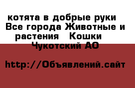 котята в добрые руки - Все города Животные и растения » Кошки   . Чукотский АО